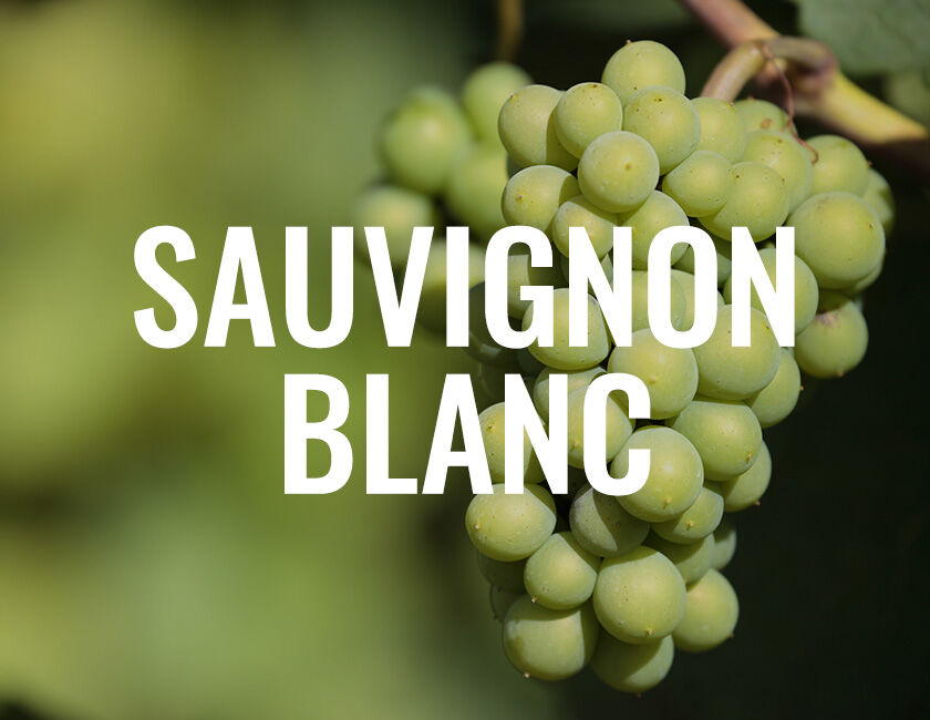 Sauvignon Blanc