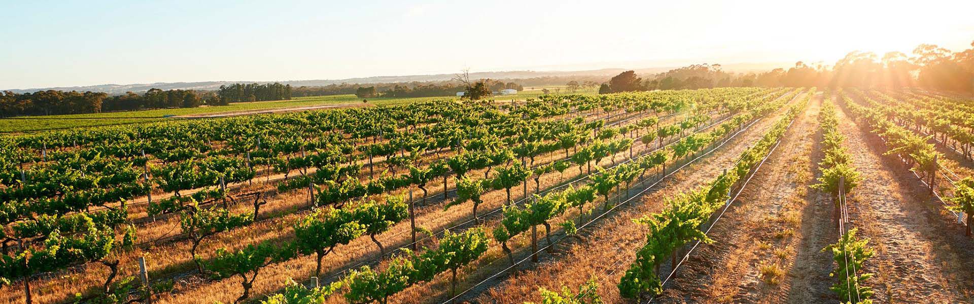 Regional Spotlight: Barossa