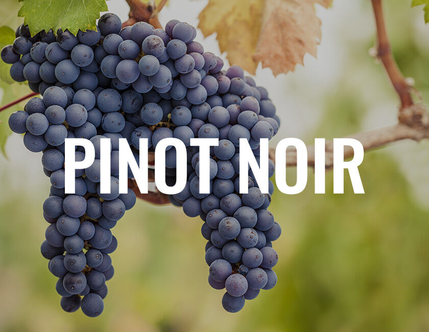 Pinot Noir