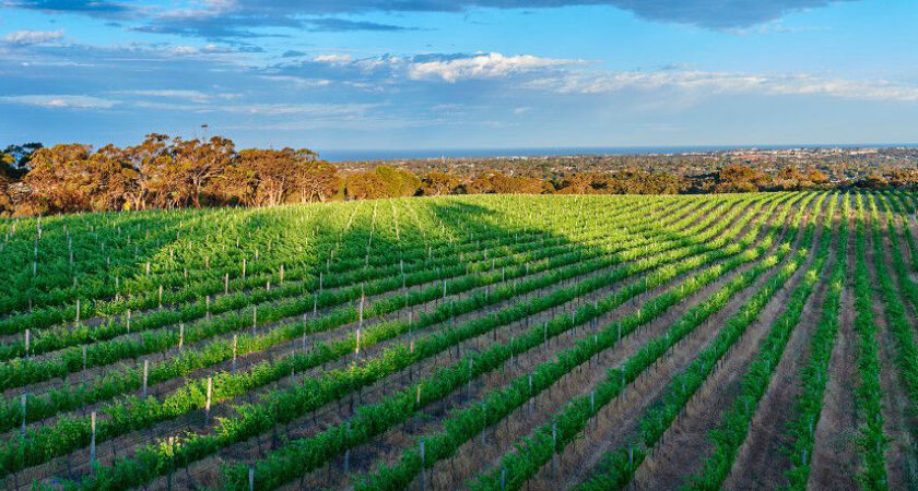 mclaren-vale