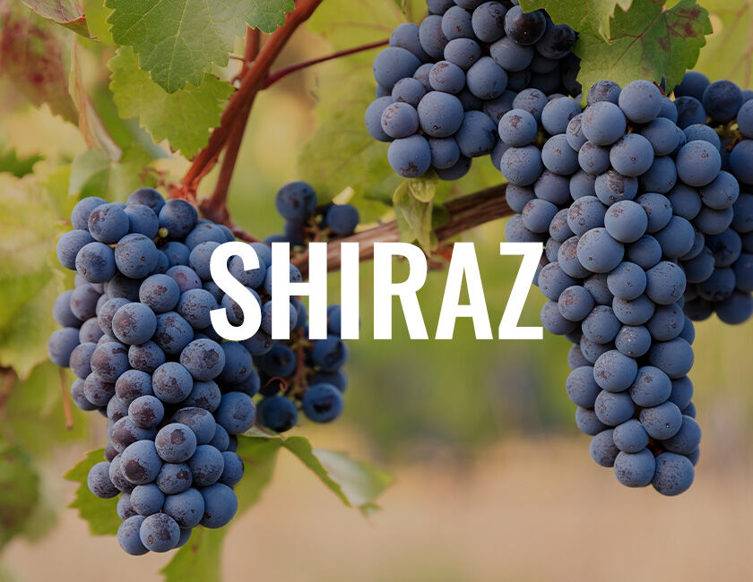 Shiraz