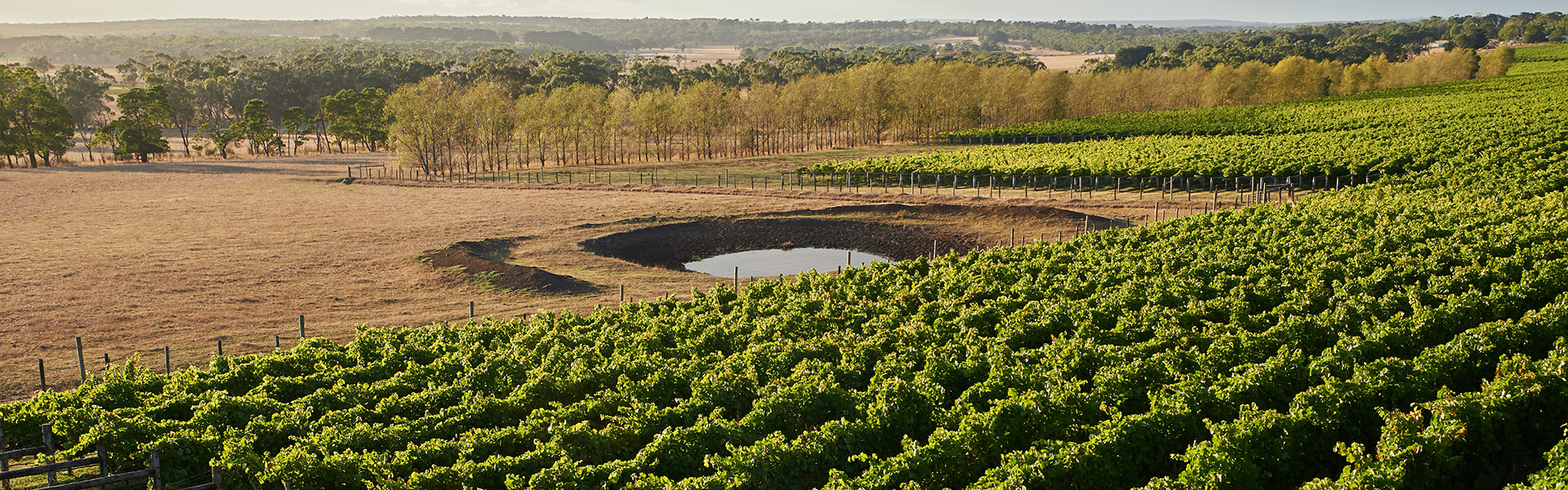 Birth of the cool – How the Drumborg Vineyard ushered in a new style