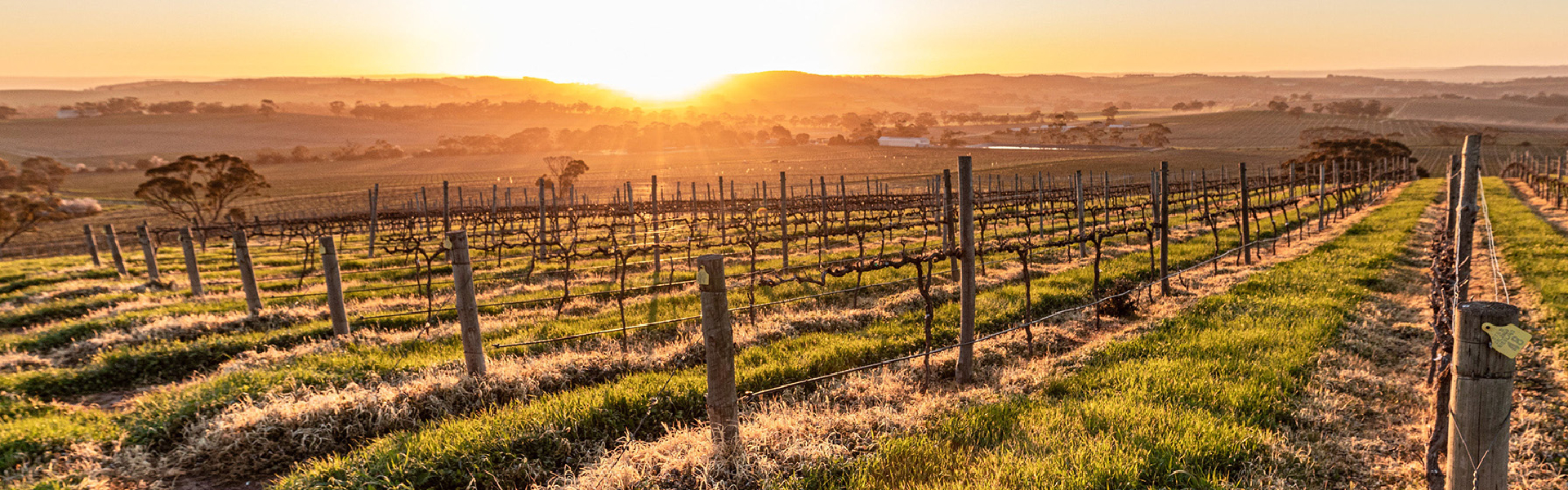 Under the Barossan Sun