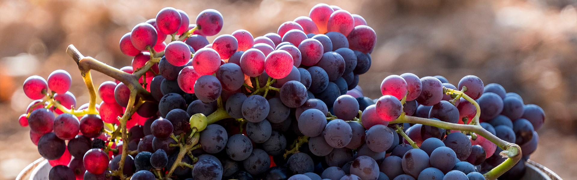 Grenache – from boom to bust and back to boom again