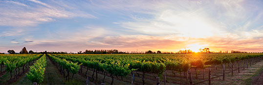 South Australian Cellar Doors