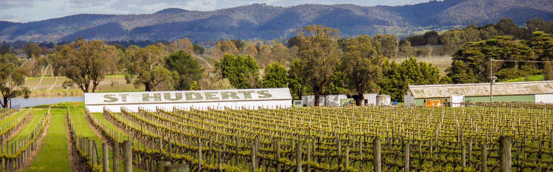 Winery in Focus - St Huberts