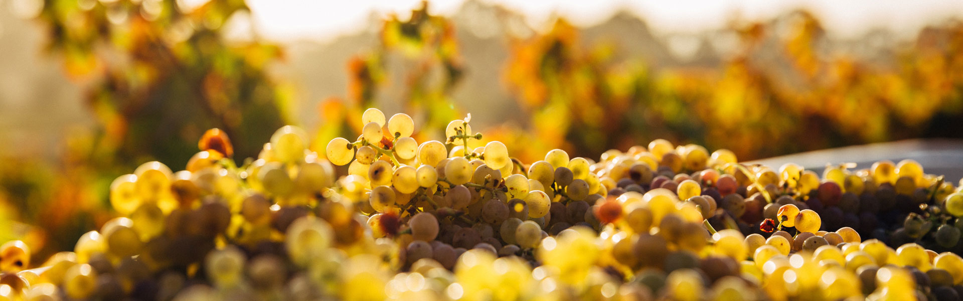 Riesling: The wine world’s unsung hero